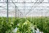greenhouse tomato plants crops