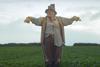 ginsters scarecrow