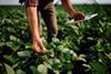 Close up of farm worker using touchpad during inspection of soybean crops in the field. - stock photo