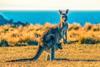 kangaroo unsplash