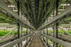 Fischer Farms interior vertical farming