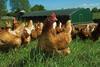 365721_hensfromthelakesfreerangeeggcompany_51447