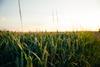 wheat crops field