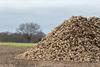 Sugar beet crop pile