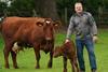 Morrisons_SeaweedForCattle_01 (2)