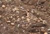 potatoes in a field - Getty