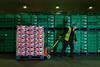 Morrisons staff british fruit and veg warehouse