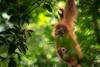 371955-Donor trip-orangutans-024-a909f4-original-1606919046 (1)
