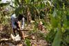 Fairtrade cocoa farmer Bismark Kpabitey, from Ghana’s Ahafo region. Credit - ©2021 Nipah Dennis, All Rights Reserved