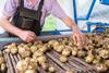 McCain potato grower cropped