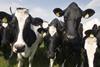 NFU: Tesco coudl do more to promote its work on dairy