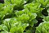 lettuce  farm growing salad fresh