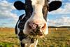 Dairy cow chewing grass