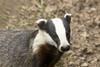 Retailers and suppliers face growing scrutiny over badger cull