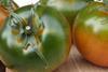 Natoora gives Ocado a fresh string to its bow