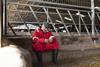sad farmer farming