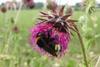 Southern Cuckoo Bee (Bombus vestalis) 010721
