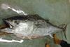 Bluefin tuna found on Devon coast