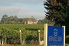 Hambledon Vineyard