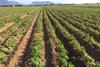 Potato field in Majorca