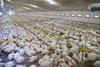 UK broiler chicken production