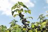 blackcurrants