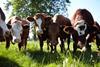 Waitrose cows cattle