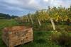 Leckford vineyard crate