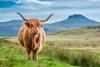 Highland cow Scotland