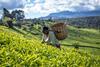 Tea farmer_credits_Rainforest Alliance