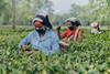 tea picking workers