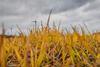 Field treated with herbicide - stock photo