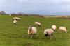 sheep on a field - gett y