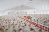 chickens_889395368