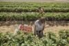 workers in field strawberries- getty