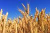 wheat farming unsplash
