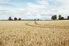 wheat field - getty