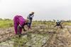 workers in a field doing irrigation in The Gambia
