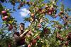 orchard apple picker worker