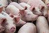 Pigs - Getty