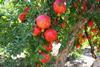 plant for peace pomegranates