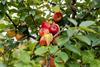 apples on tree- getty