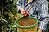 Arabica coffee plant
