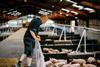 Hugh Shedden - Shedden Farms, Shipton, Yorkshire (10)