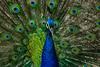 peacock unsplash