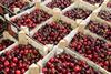 New Covent Garden Market cherries 