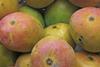 alphonso mangoes