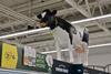 Asda brings back Daisy the cow in store experience drive