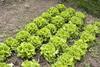 Lettuce GettyImages-182758618
