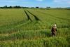 High angle view of a senior man in a field